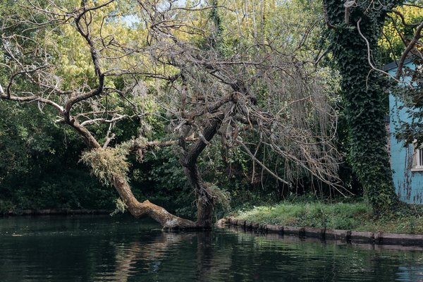 Alimentation végétarienne et performance sportive: mythes et réalités
