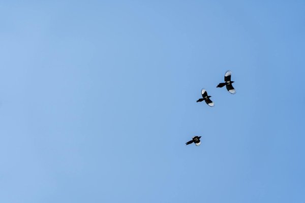 Sante Approches Interdis